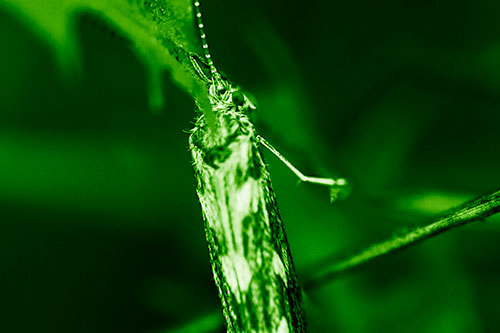 Leaf Blotch Miner Moth Grasping Petal (Green Shade Photo)