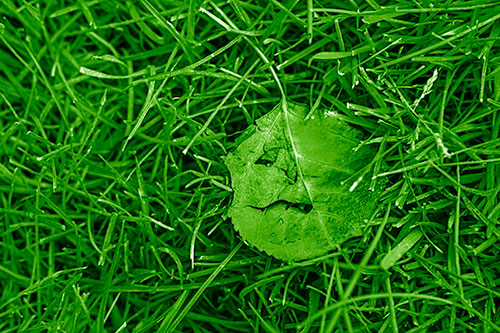 Leaf Face Smirking Among Wet Grass (Green Shade)