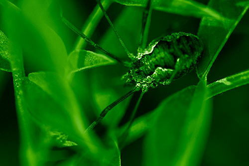 Leaf Perched Harvestmen Daddy Longlegs Spider (Green Shade Photo)