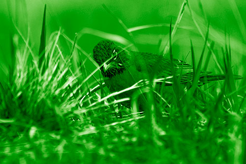 Leaning American Robin Spots Intruder Among Grass (Green Shade Photo)