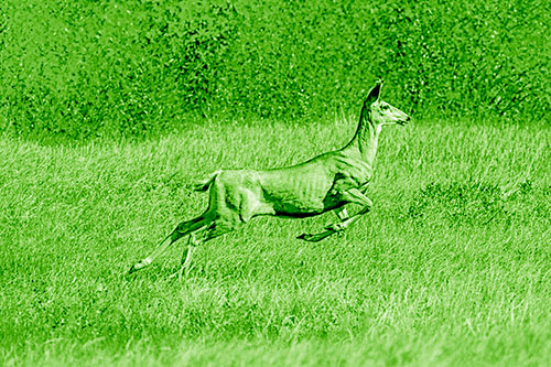 Leaping Mule Deer Running Across Grassland (Green Shade)