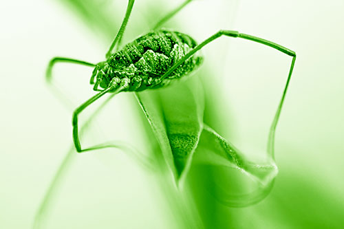 Leg Dangling Harvestmen Spider Sits Atop Leaf Petal (Green Shade Photo)