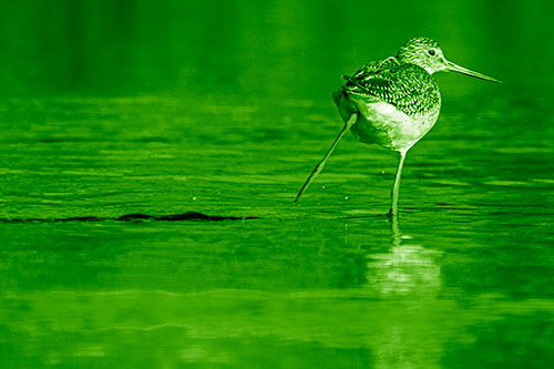 Leg Kicking Greater Yellowlegs Splashing Droplets (Green Shade Photo)