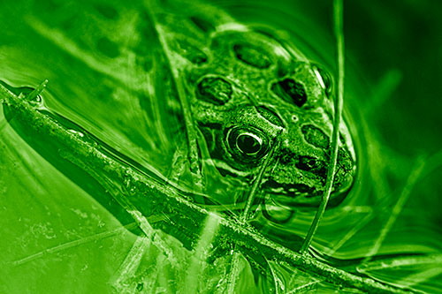 Leopard Frog Keeping Eye Out Above Water (Green Shade)