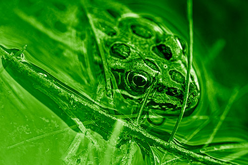 Leopard Frog Keeping Eye Out Above Water (Green Shade Photo)