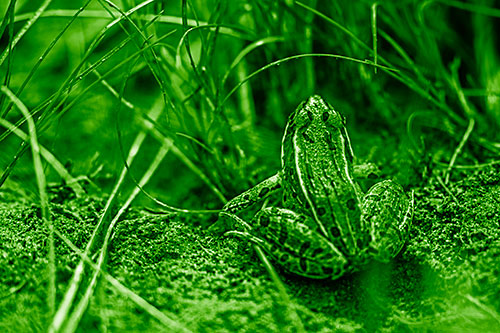 Leopard Frog Sitting Among Twisting Grass (Green Shade Photo)
