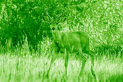 Lone Mule Deer Roaming Among Grass (Green Shade)