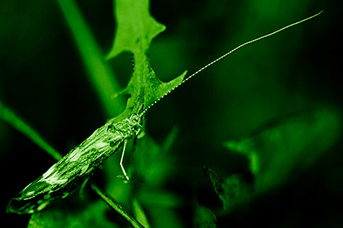 Long Antenna Leaf Blotch Miner Moth Sitting Atop Plant (Green Shade Photo)