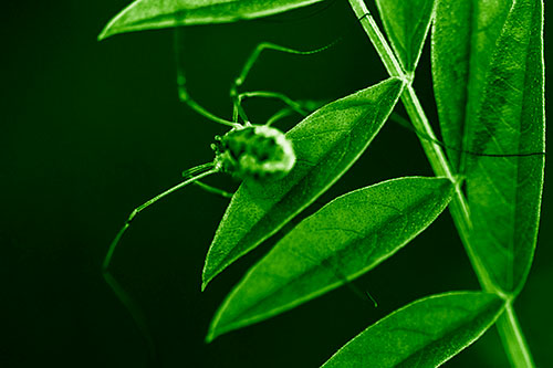 Long Legged Harvestmen Spider Clinging Onto Leaf Petal (Green Shade Photo)