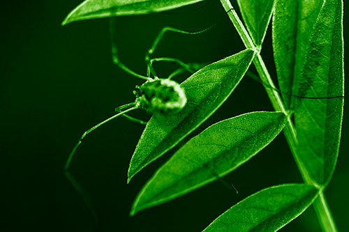 Long Legged Harvestmen Spider Clinging Onto Leaf Petal (Green Shade)