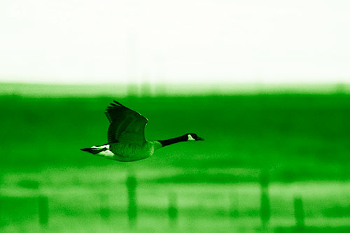 Low Flying Canadian Goose (Green Shade Photo)