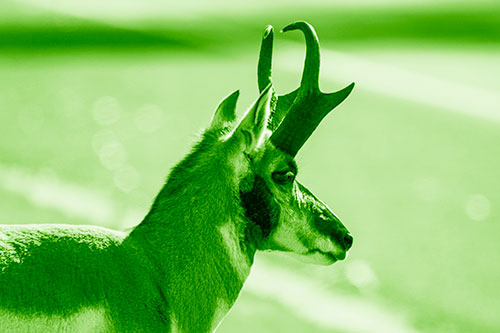 Male Pronghorn Looking Across Roadway (Green Shade Photo)