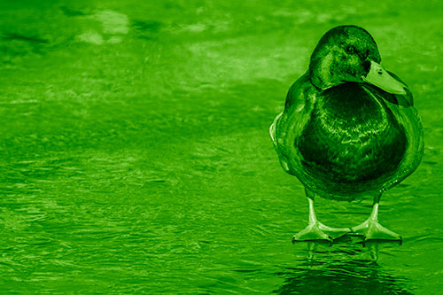 Mallard Duck Enjoying Sunshine Among Icy River Water (Green Shade Photo)