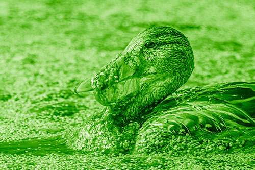 Mallard Duck Entangled In Algae (Green Shade)