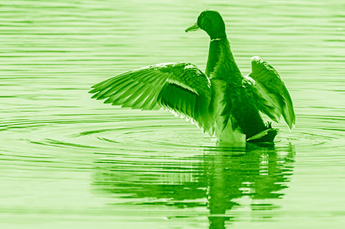 Mallard Duck Flaps Illuminated Wings Among Lake (Green Shade)
