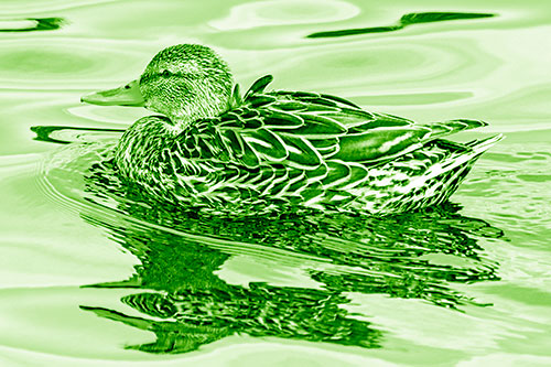 Mallard Duck Floats Among Swirling Water (Green Shade)