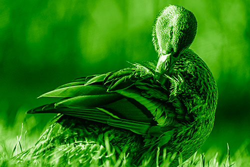 Mallard Duck Grooming Feathered Back (Green Shade Photo)