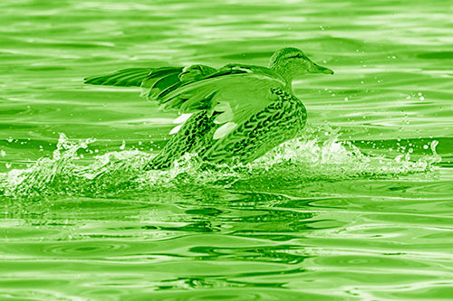 Mallard Duck Makes Splash Landing Atop Lake (Green Shade)