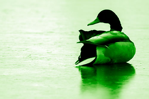 Mallard Duck Resting Atop Ice Frozen Lake (Green Shade Photo)