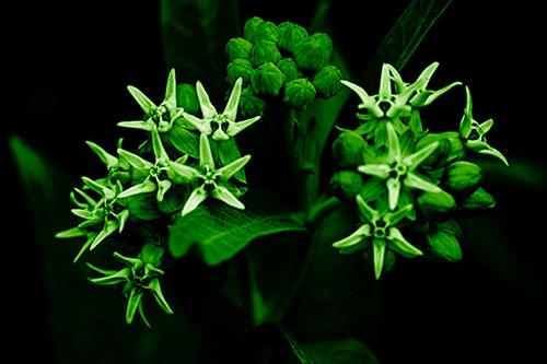 Milkweed Flower Buds Blossoming (Green Shade Photo)