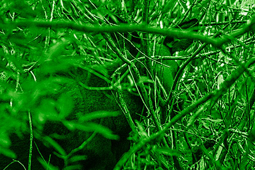 Moose Hidden Behind Tree Branches (Green Shade Photo)