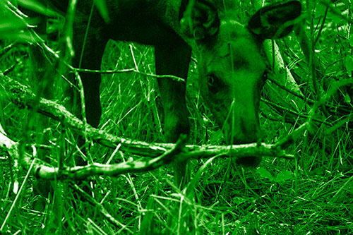 Moose Scouring Through Plants On Ground (Green Shade Photo)