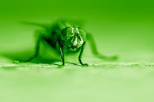 Morbid Open Mouthed Cluster Fly (Green Shade Photo)