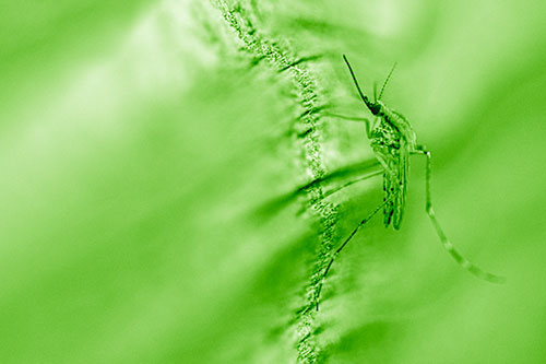 Mosquito Stretches Leg Among Wood (Green Shade)