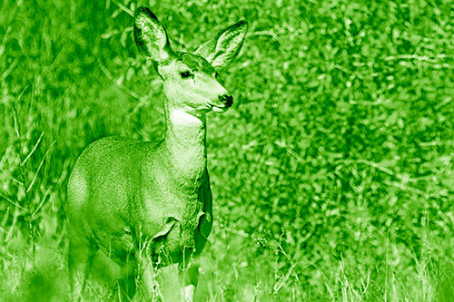 Mule Deer Gazes Across Landscape Horizon (Green Shade)