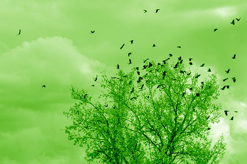 Murder Of Crows Swarm Autumn Tree (Green Shade)