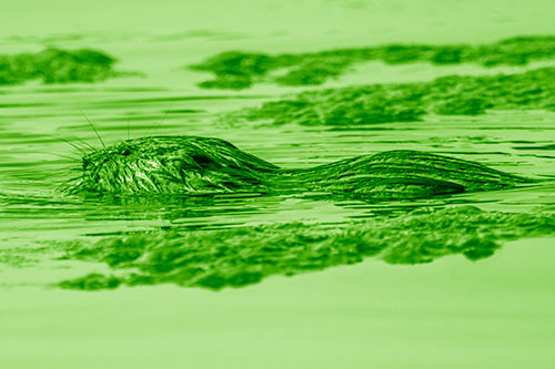 Muskrat Swimming Among Floating Algae (Green Shade)