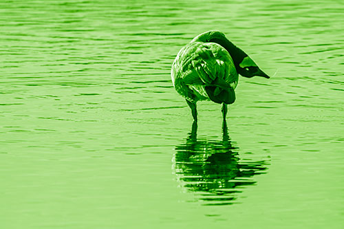 Neck Contorting Canadian Goose Grooming Among Shallow Water (Green Shade)