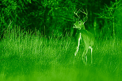 Neck Twisting White Tailed Deer Glancing Back Among Grass (Green Shade)