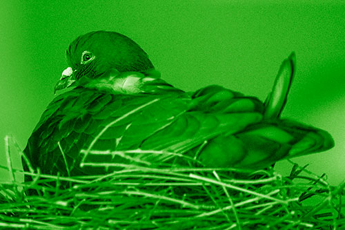 Nesting Pigeon Keeping Watch (Green Shade Photo)