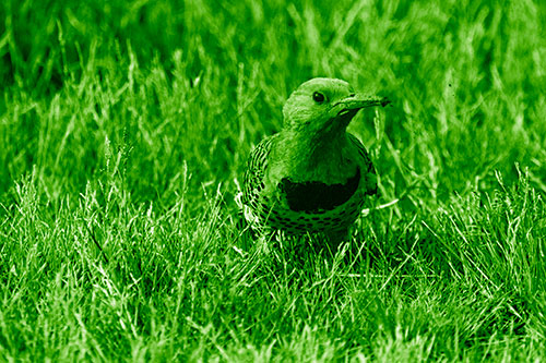 Northern Flicker Woodpecker Digging Up Dirt (Green Shade)