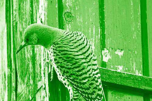 Northern Flicker Woodpecker Peeking Around Birdhouse (Green Shade Photo)