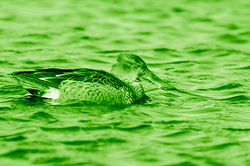Northern Shoveler Duck Enjoying Lake Swim (Green Shade Photo)