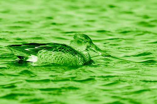 Northern Shoveler Duck Enjoying Lake Swim (Green Shade)