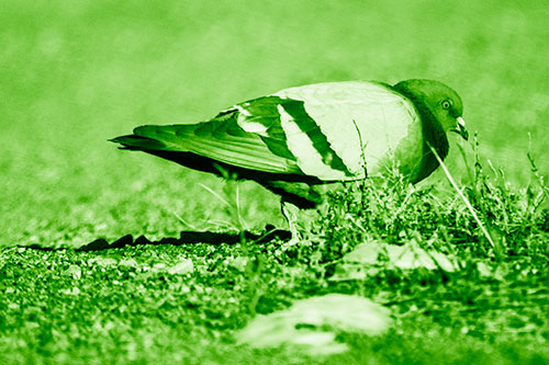 Observant Pigeon Scouring Among Dead Plants (Green Shade)