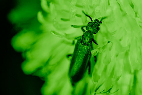 Oedemera Beetle Feasting Among Dandelion (Green Shade)