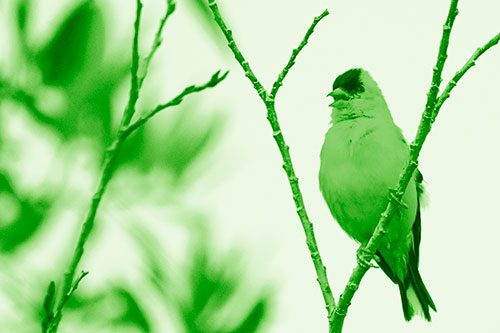 Open Mouthed American Goldfinch Standing On Tree Branch (Green Shade Photo)