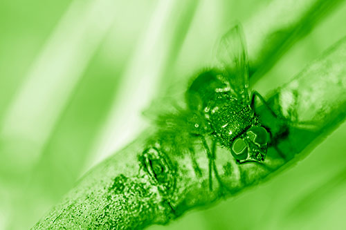 Open Mouthed Blow Fly Looking Above (Green Shade Photo)