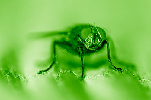 Open Mouthed Cluster Fly Shocked With Fear (Green Shade)