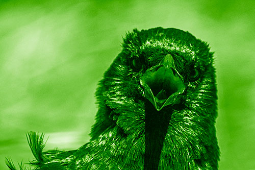 Open Mouthed Crow Screaming Among Wind (Green Shade Photo)