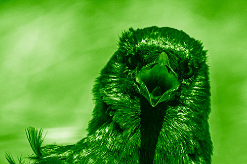 Open Mouthed Crow Screaming Among Wind (Green Shade)