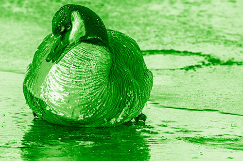 Open Mouthed Goose Laying Atop Ice Frozen River (Green Shade Photo)