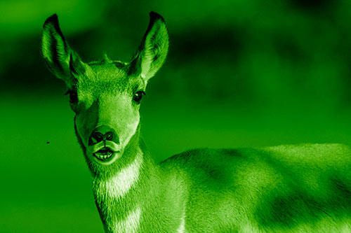 Open Mouthed Pronghorn Gazes In Shock (Green Shade Photo)