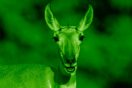 Open Mouthed Pronghorn Spots Intruder (Green Shade Photo)