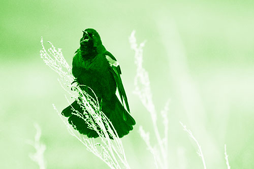 Open Mouthed Red Winged Blackbird Chirping Aggressively (Green Shade Photo)