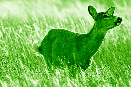 Open Mouthed White Tailed Deer Among Wheatgrass (Green Shade Photo)